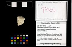 Foto (Objekt + Etikett) von Pithonoton marginatum (von Meyer, 1842)  (NHMW-GEO-2014-0194-0903)